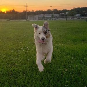 Meet your Posher, Alison